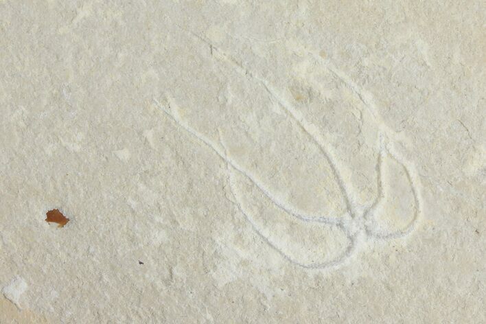 Cretaceous Brittle Star (Geocoma) Fossil - Lebanon #106212